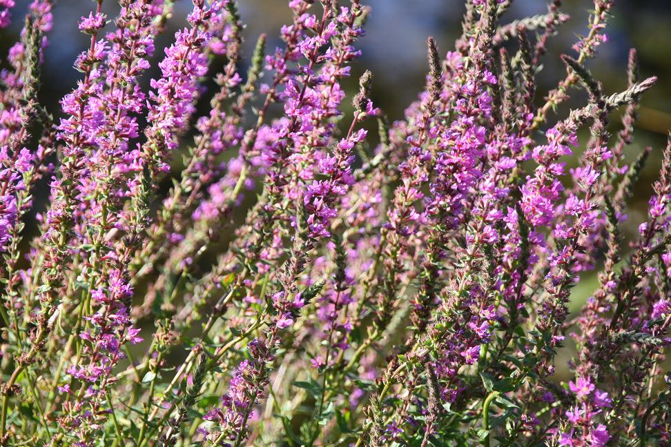 roze bloemen