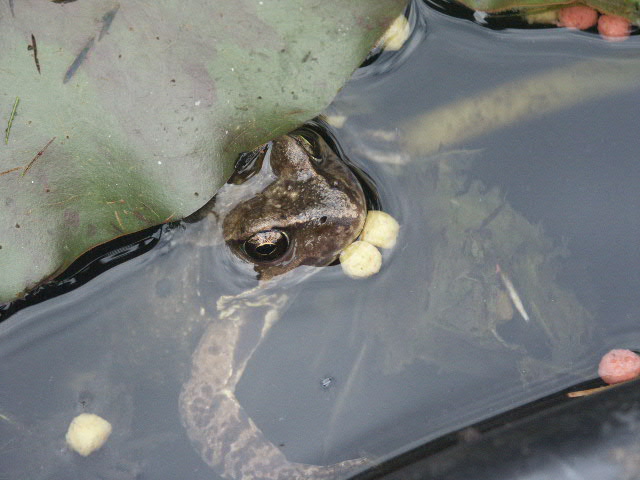 mee eter in de vijver 