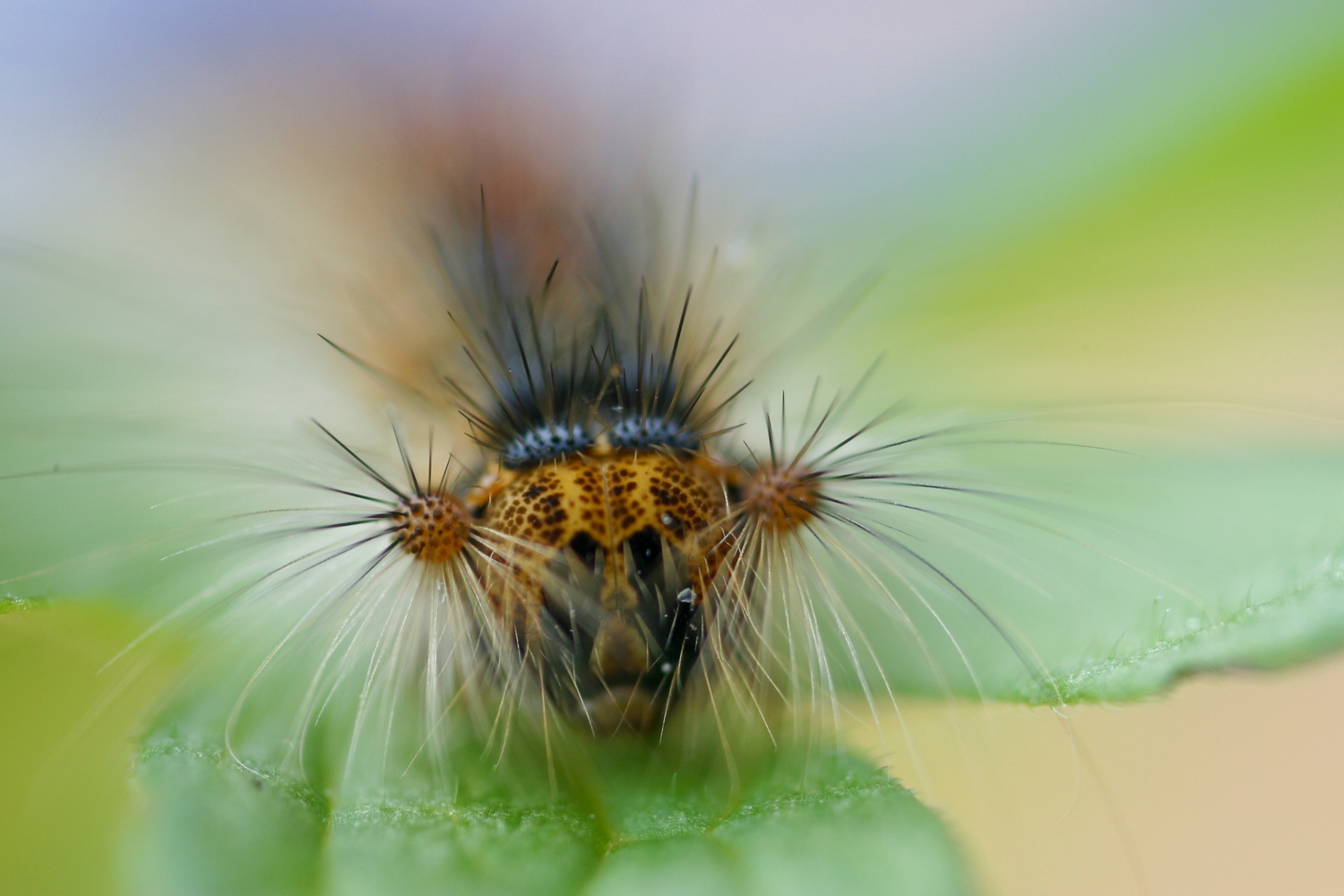 rups