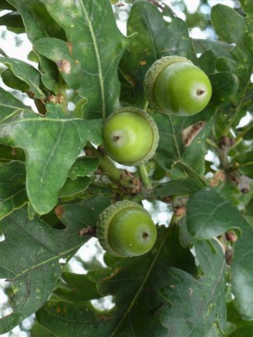 De eikels beginnen alweer lekker te groeien!