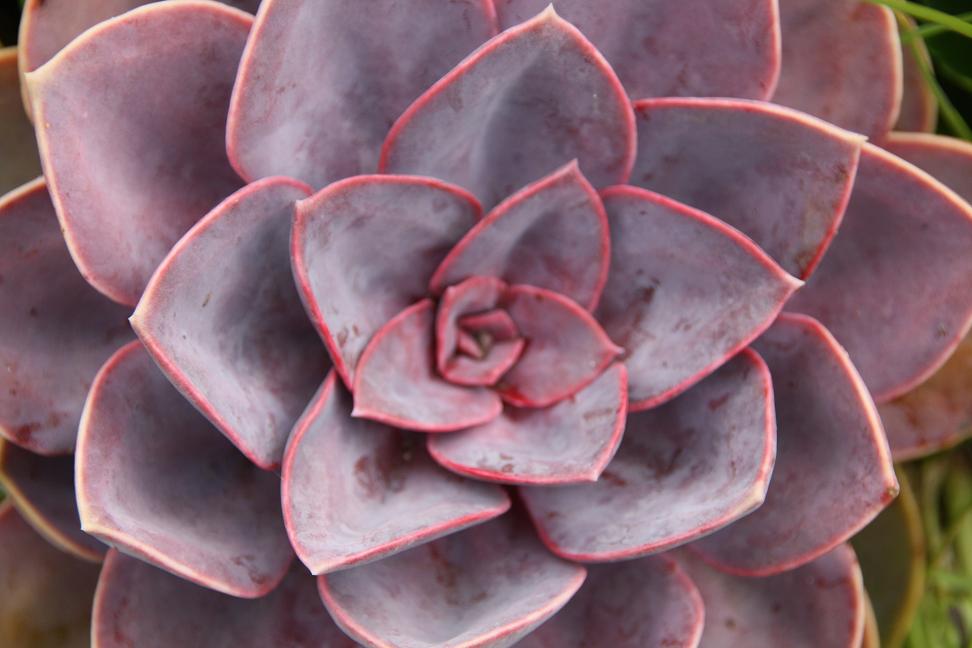 vetplant