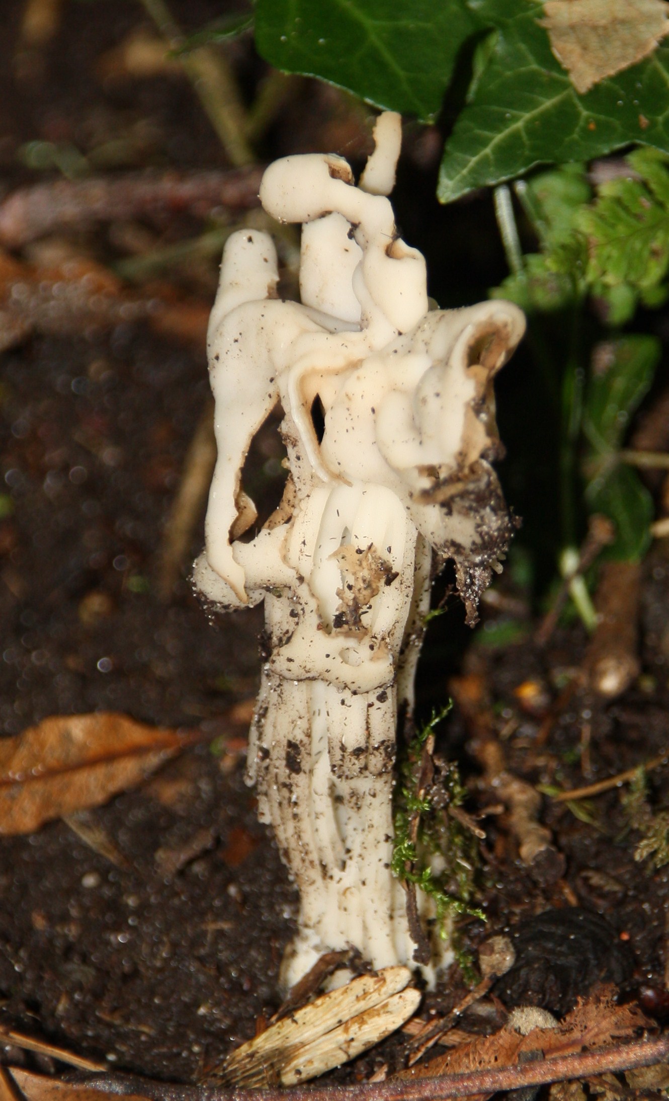 Witte kluifzwam