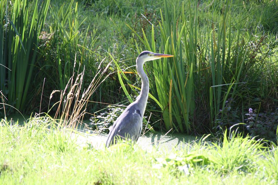 Reiger