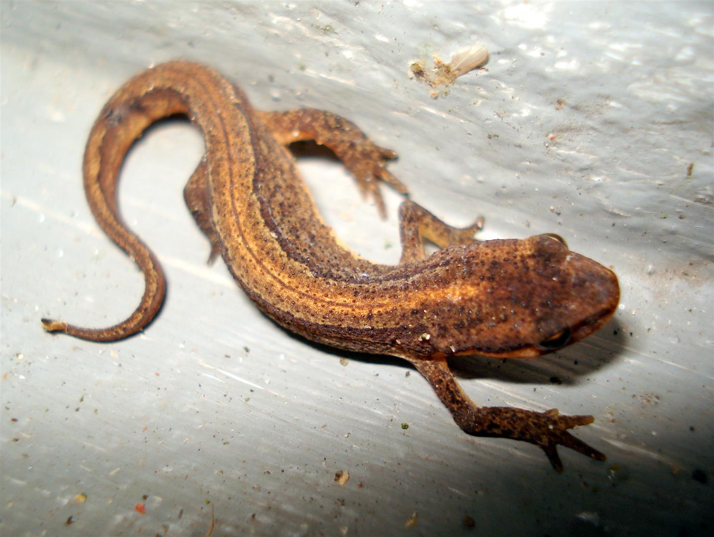 Salamander