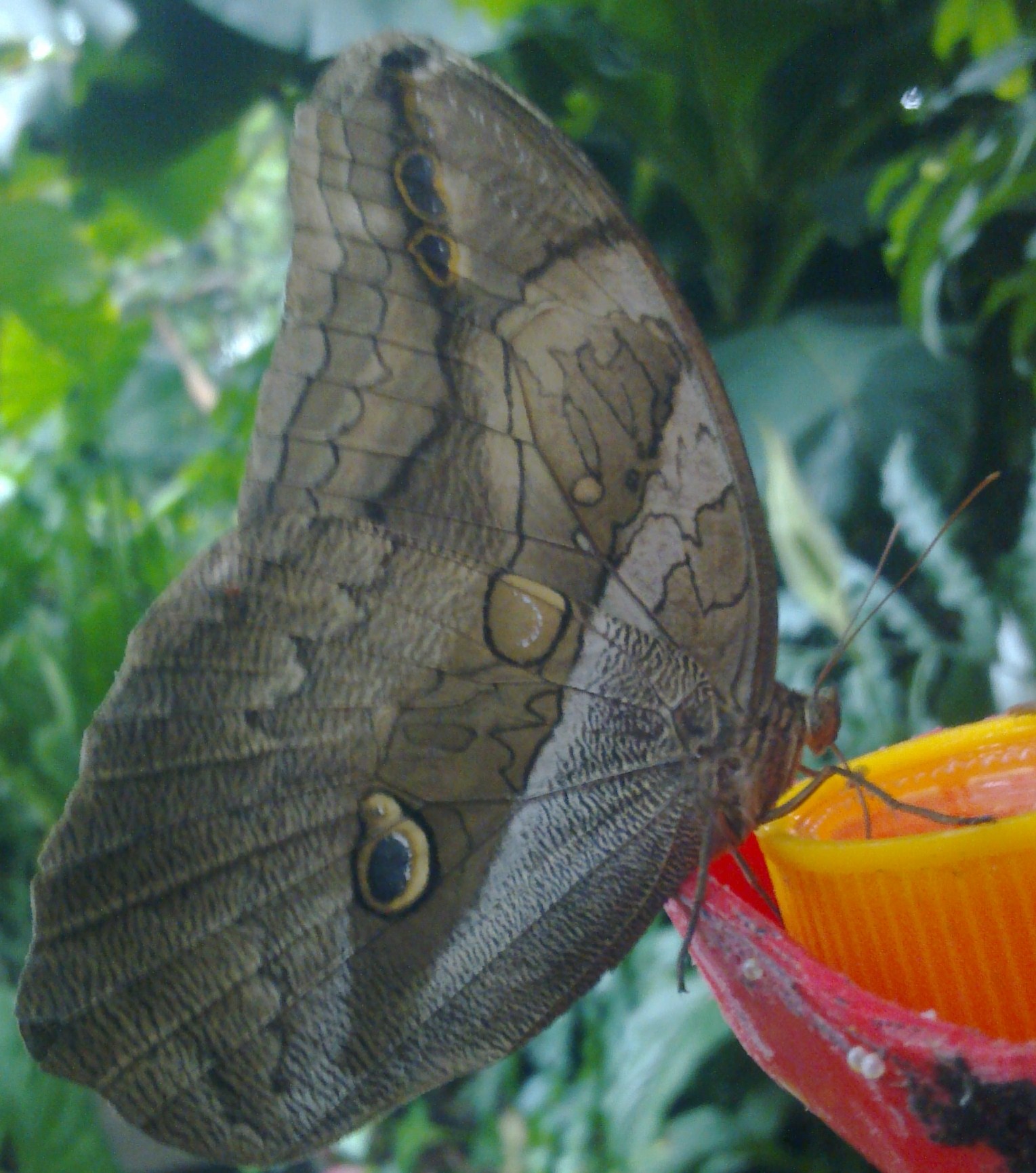 Vlinder