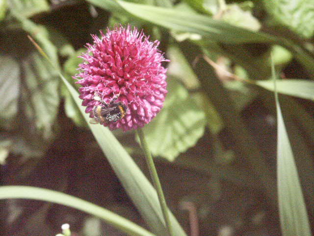 Hommel op bloem