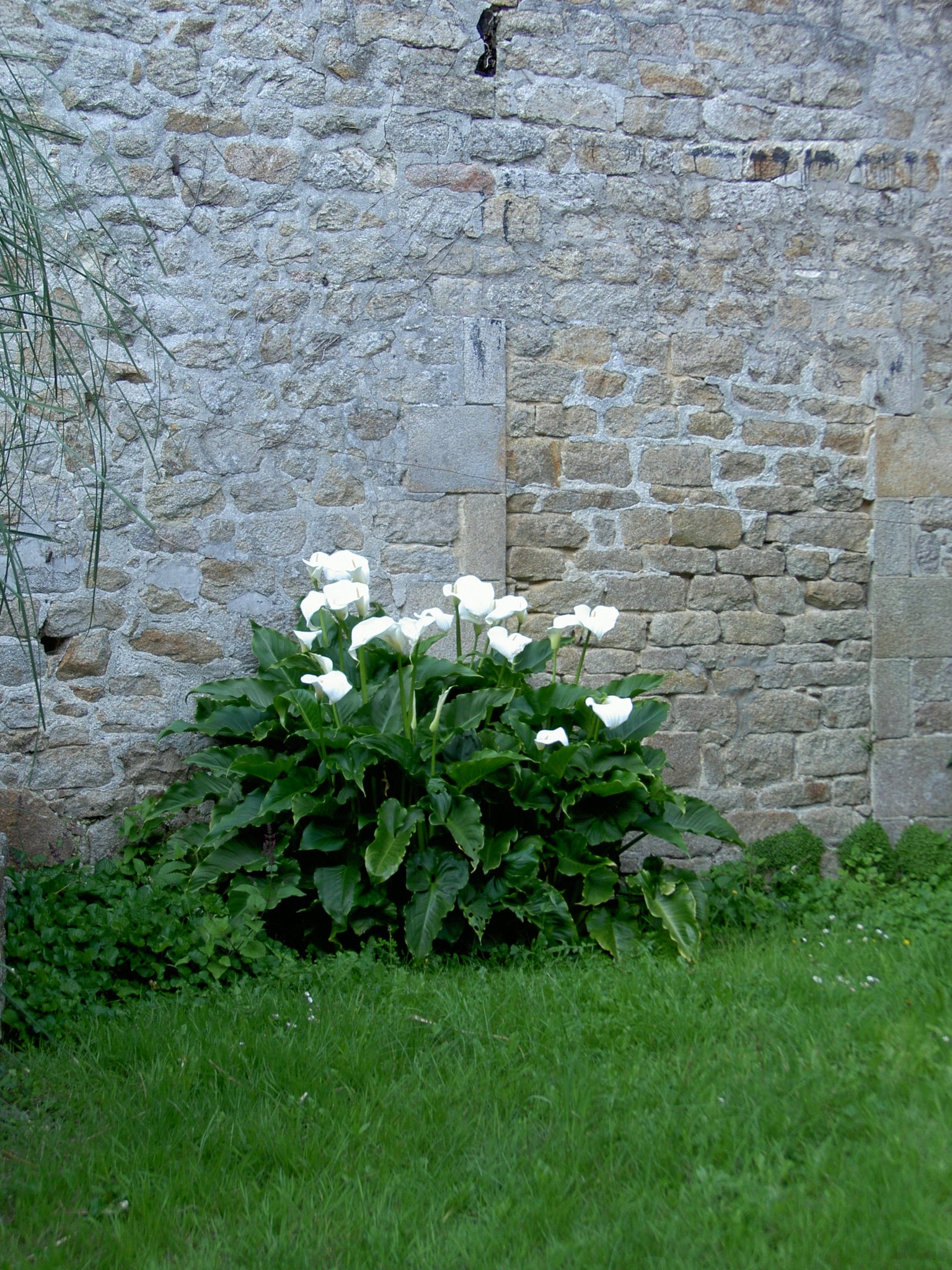 Bretagne aronskelken