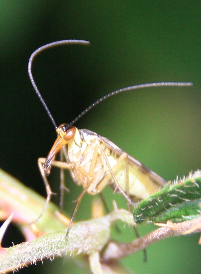 krekel