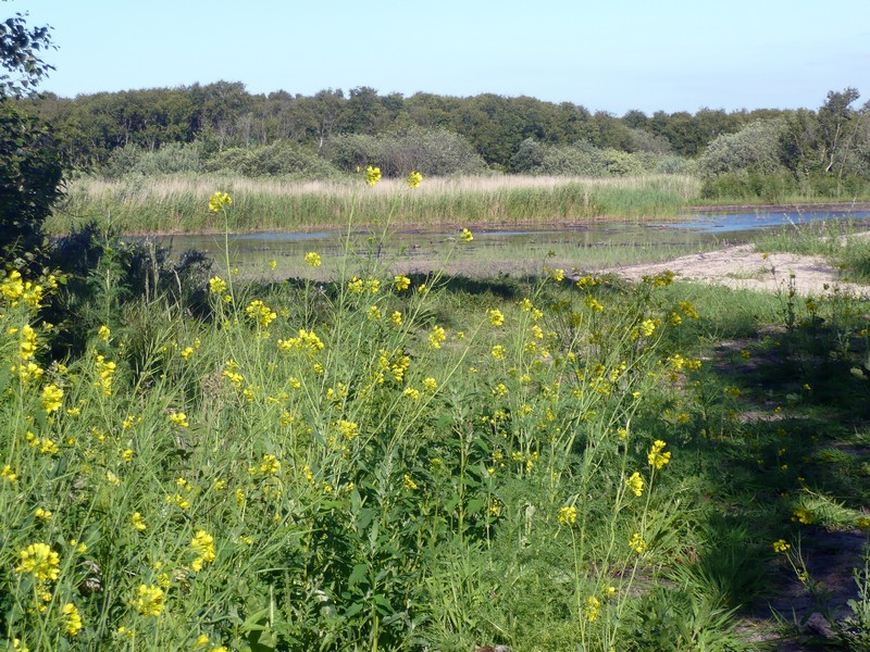 nieuwe natuur op Schier