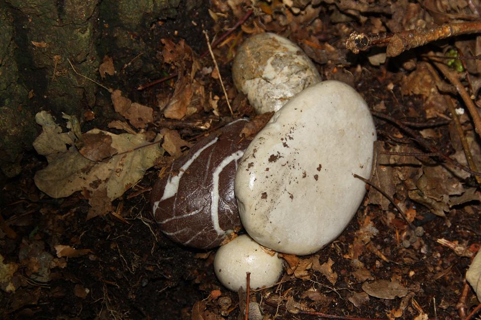 Paddenstoelen