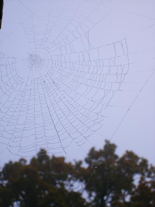 spinneweb
