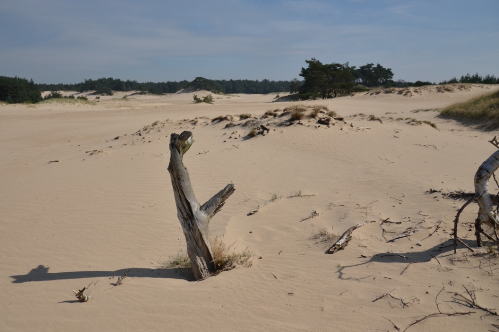 Boomstronken in het zand