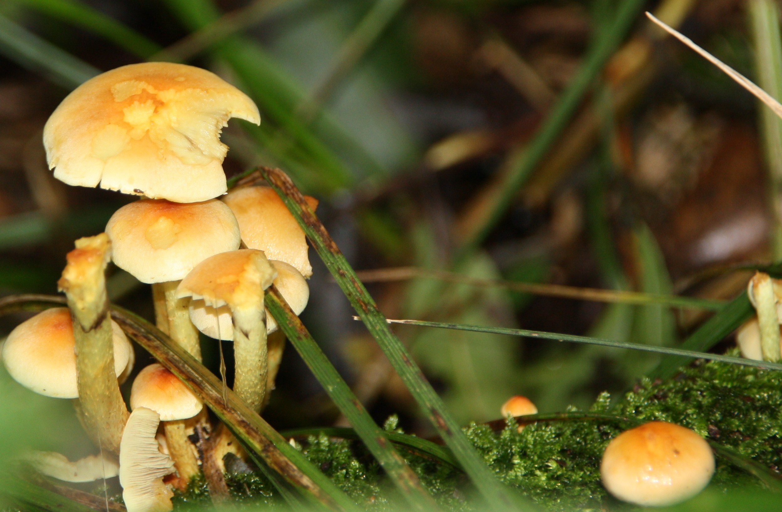 Paddenstoelen