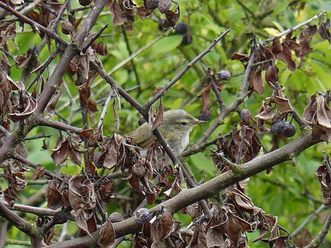 lief klein vogeltje tussen verdorde takken