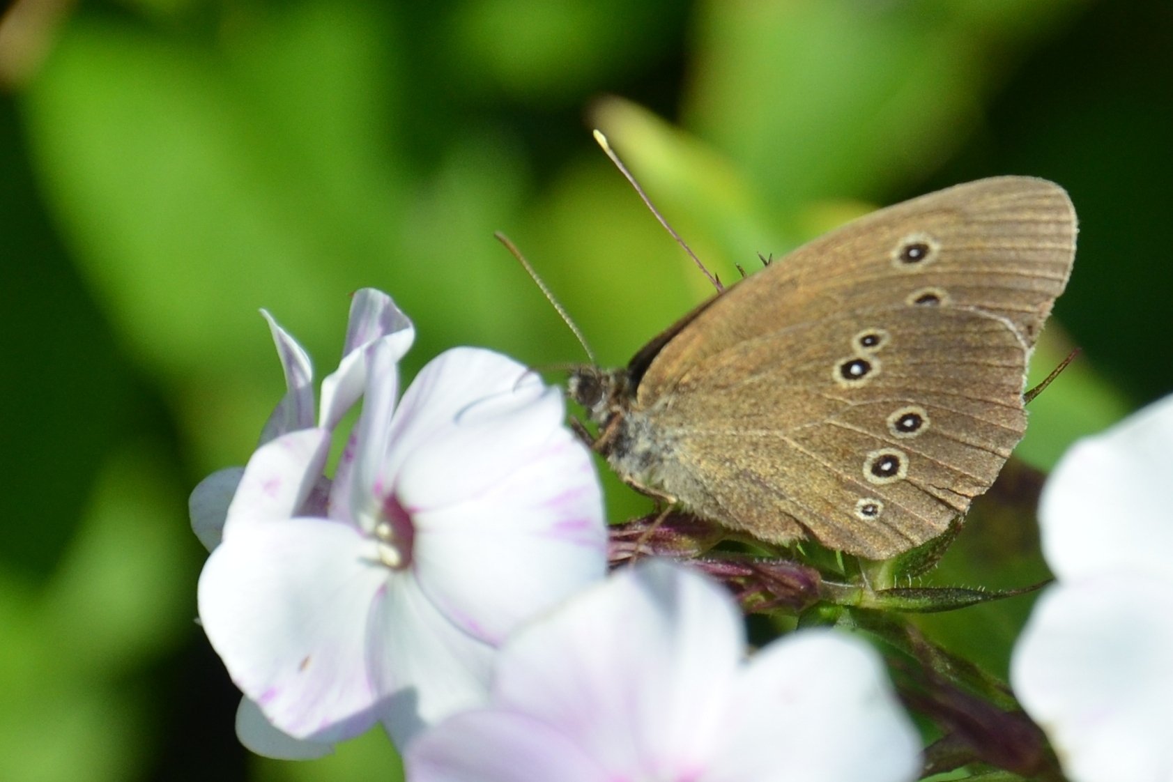 Koevinkje (Aphantopus hyperantus)
