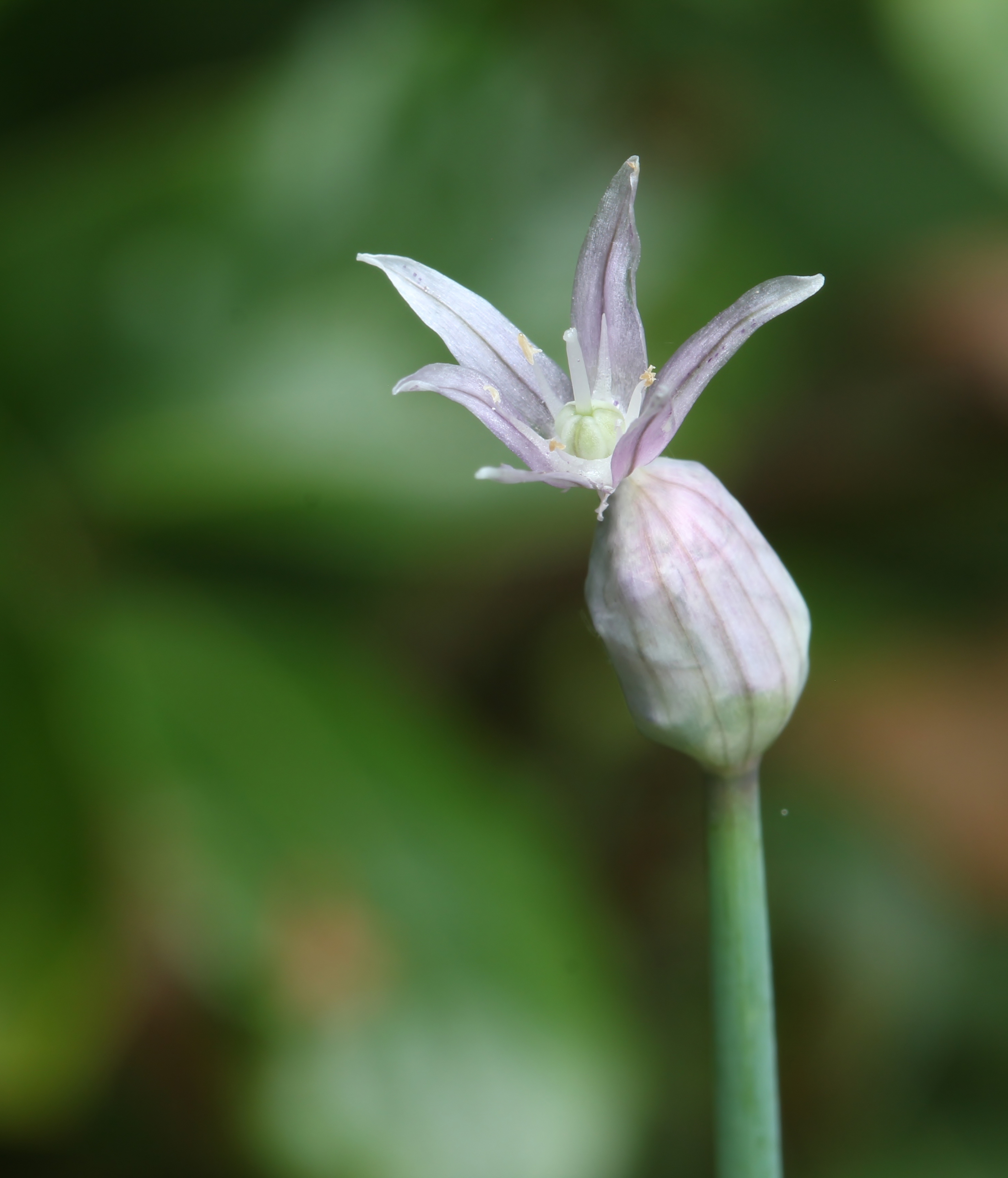 Verlaat bieslookbloempje
