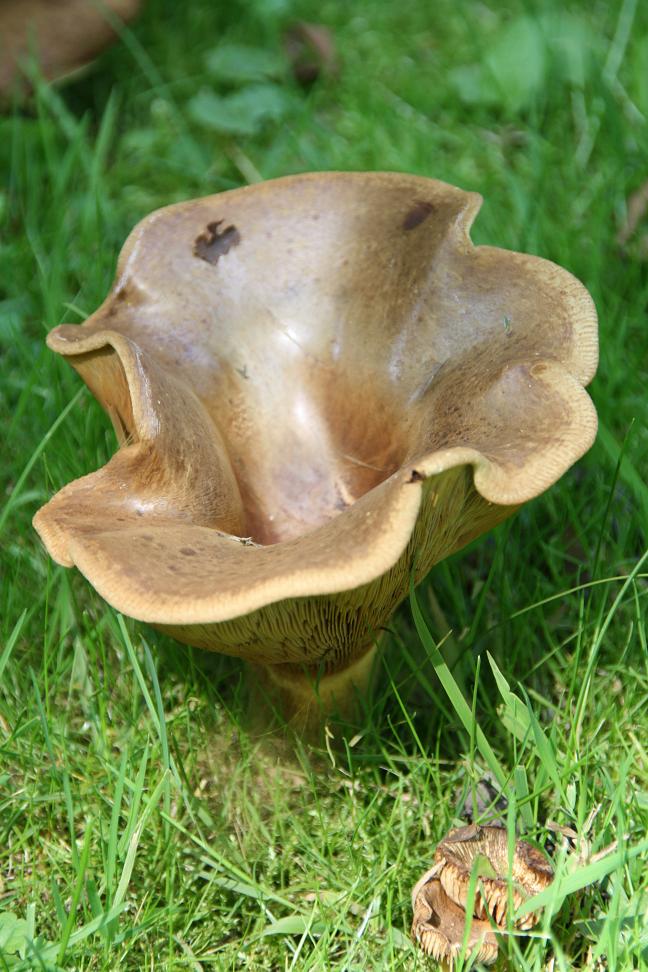 Paddestoel