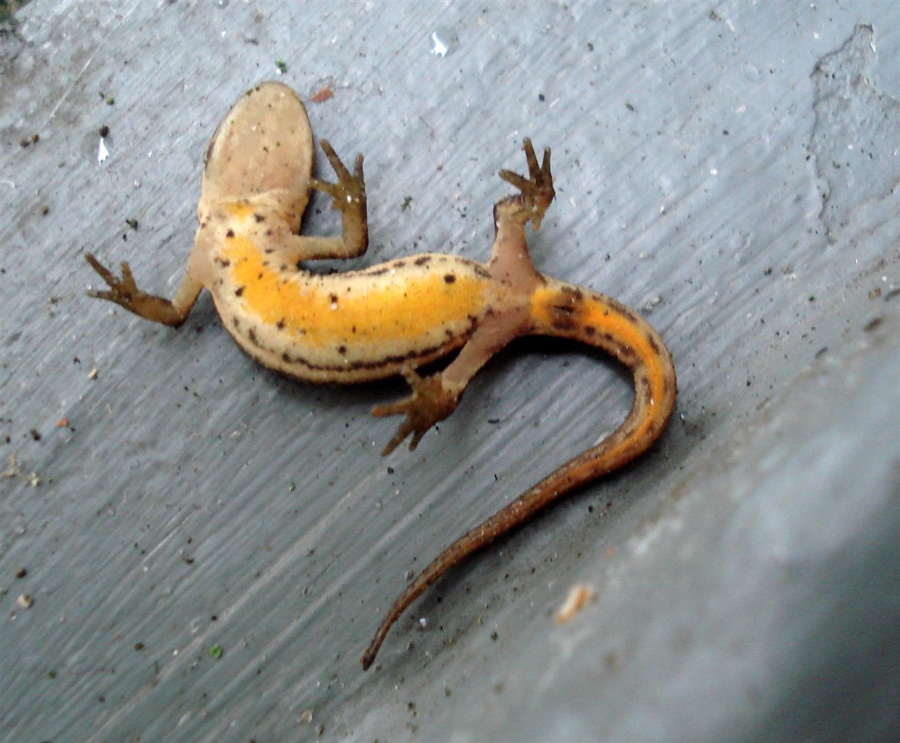 Wel salamander, op m'n rug....