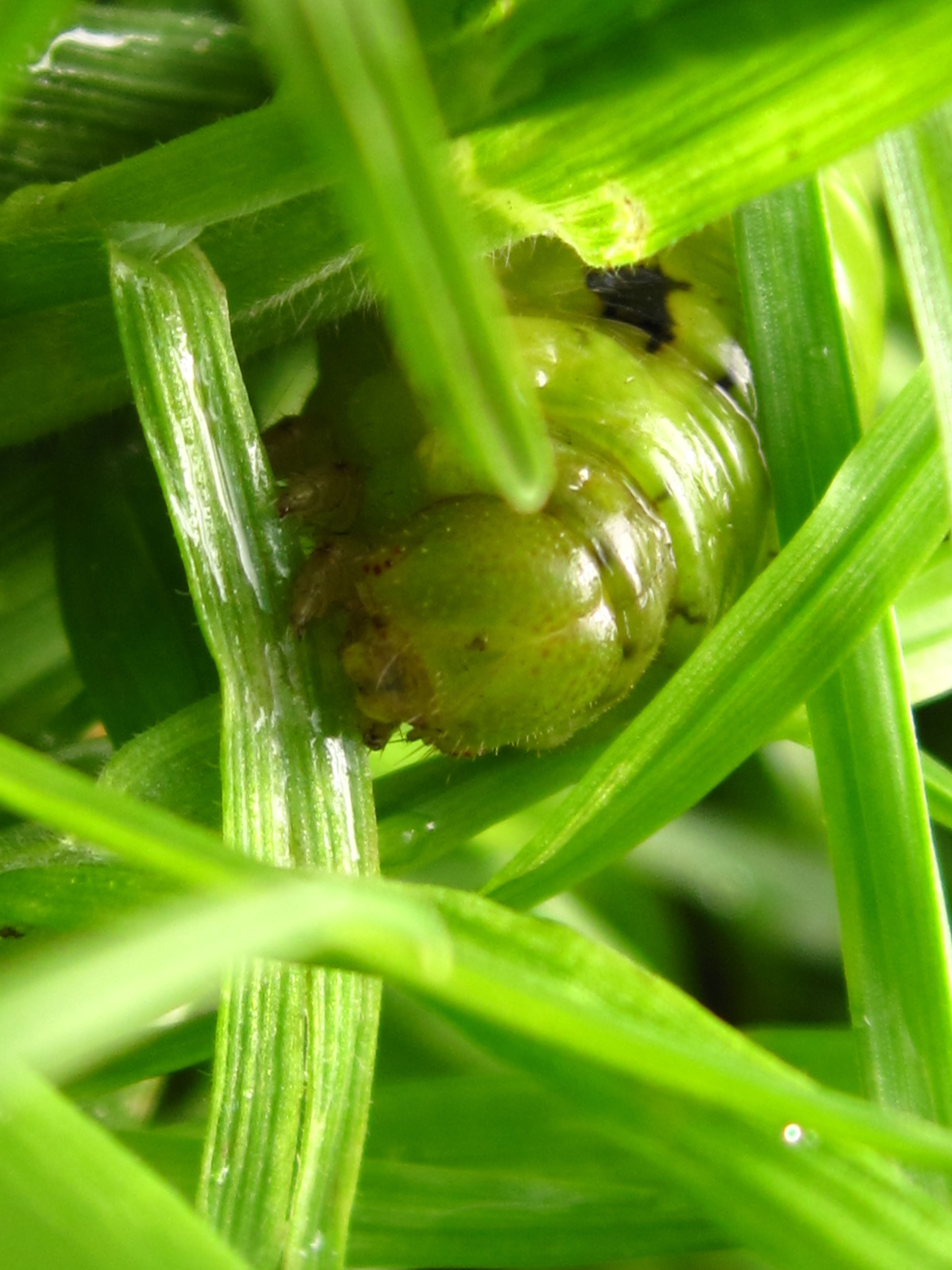 Snuitje van rups