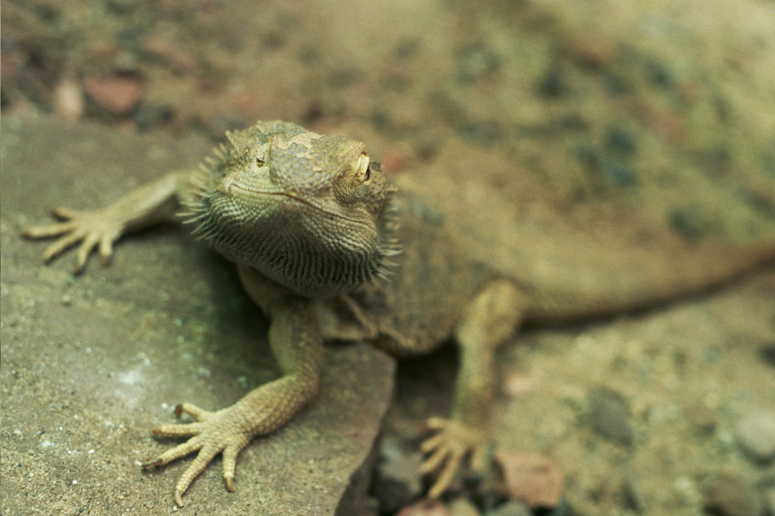 nieuwsgierig hagedisje