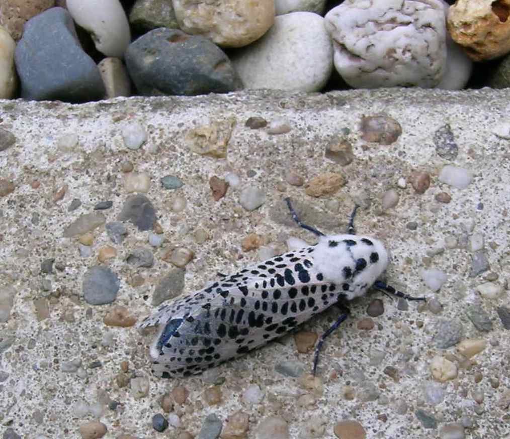 Gestippelde Houtvlinder