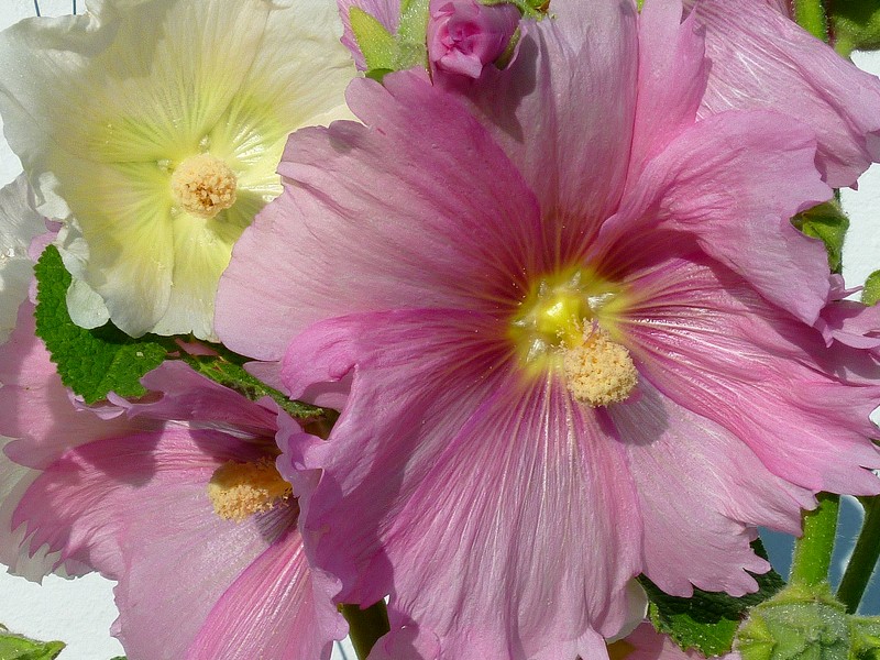 zacht gele en roze stokrozen