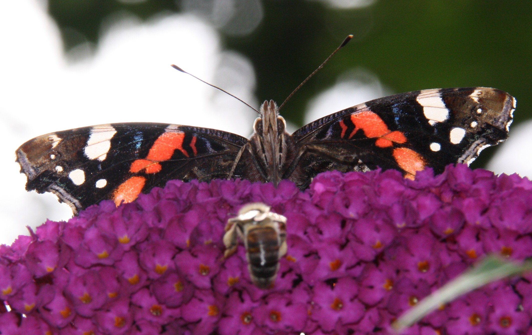 Vanessa atalanta