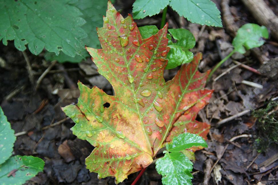 Aankondiging Herfst