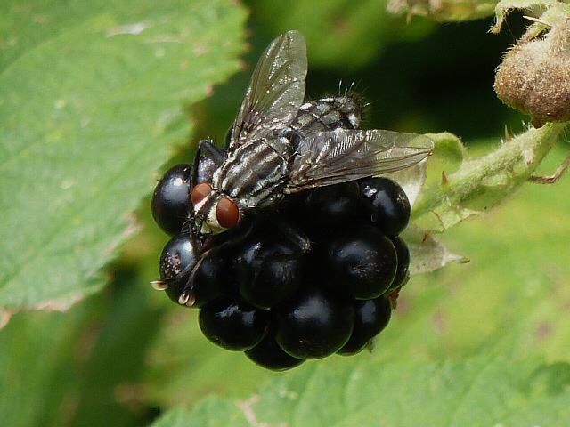 Dambordvlieg genietvan braam.