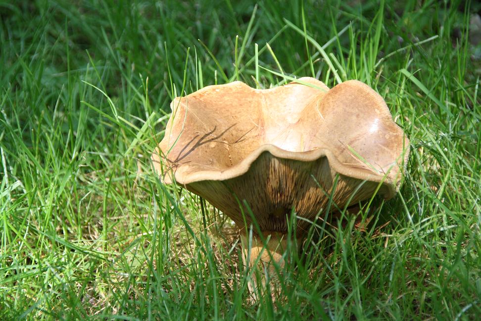 Paddestoel