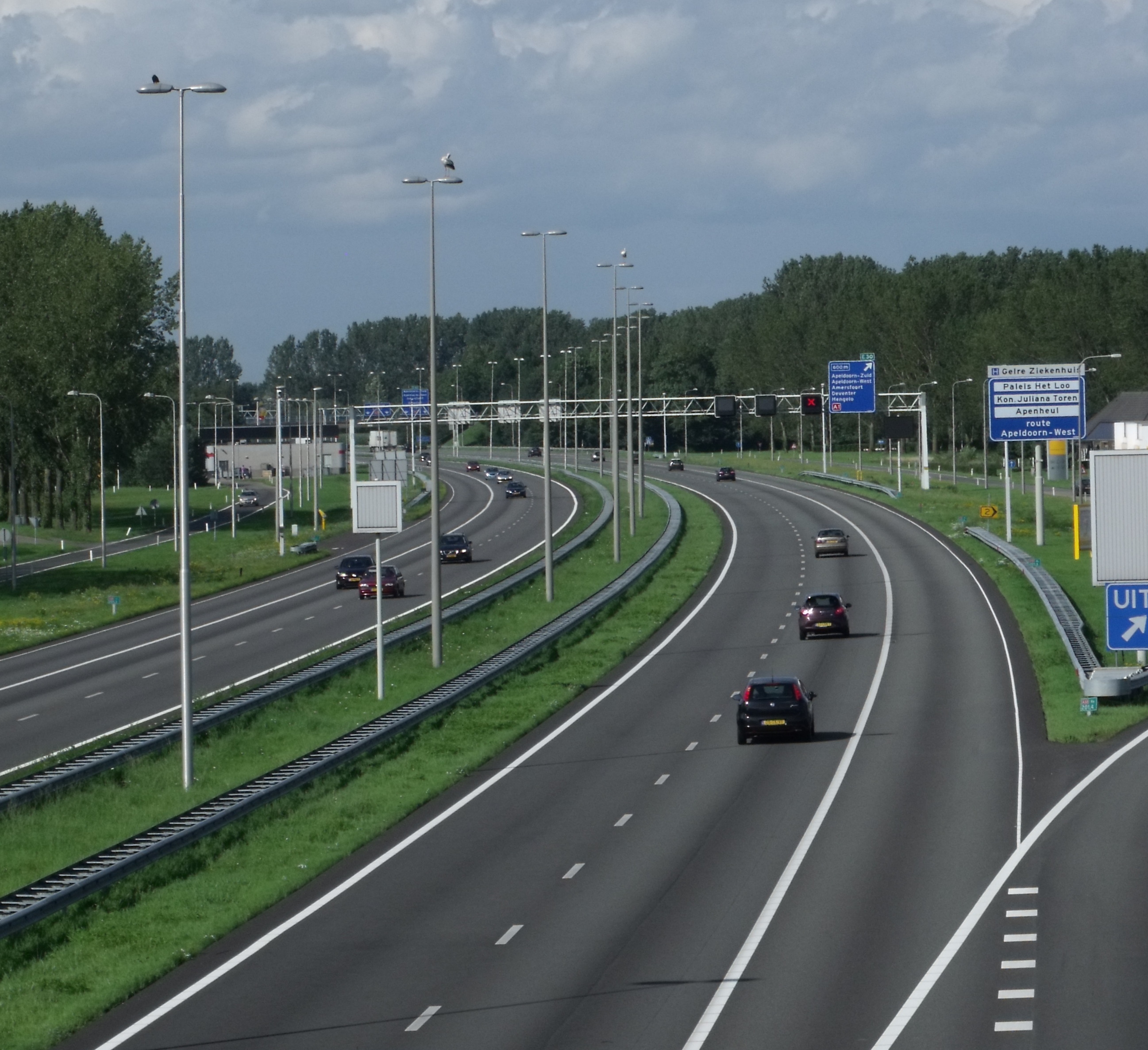 Ooievaars rusten uit bij de snelweg