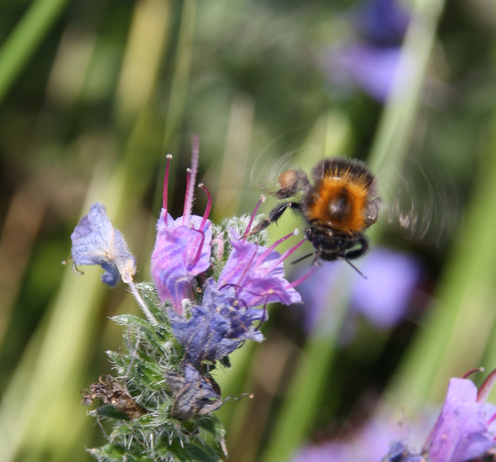 Bij zoemend in vroege bloemen