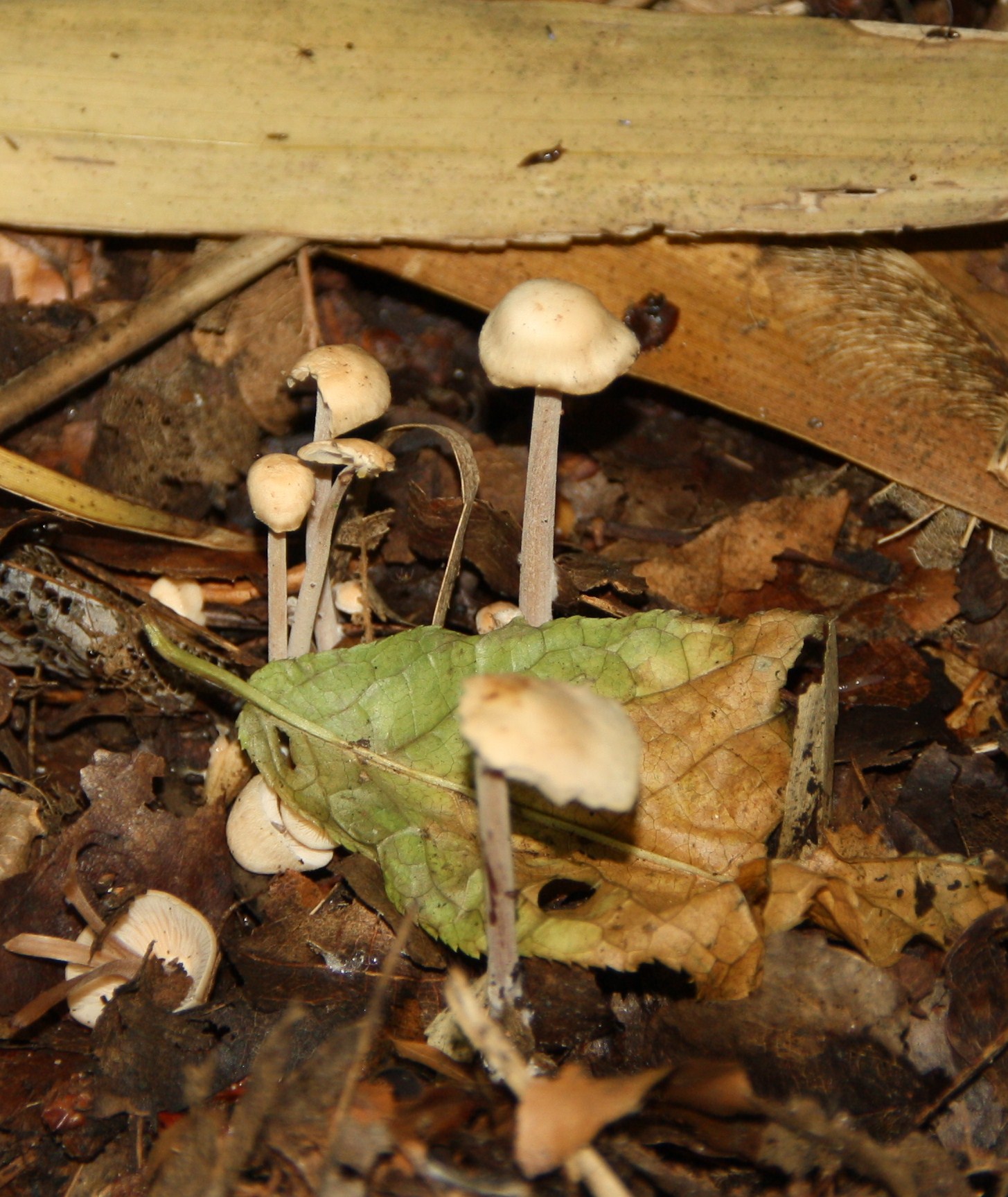 Paddenstoelen