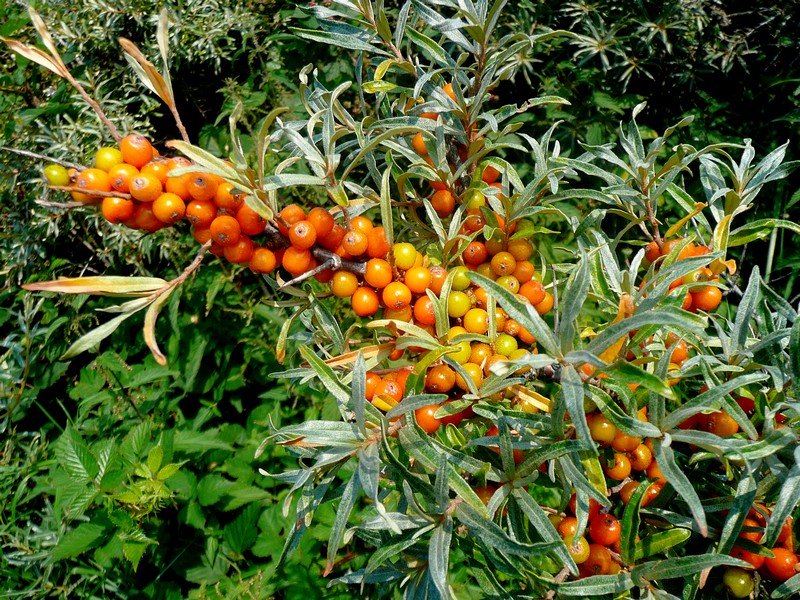 oranje boven in augustus