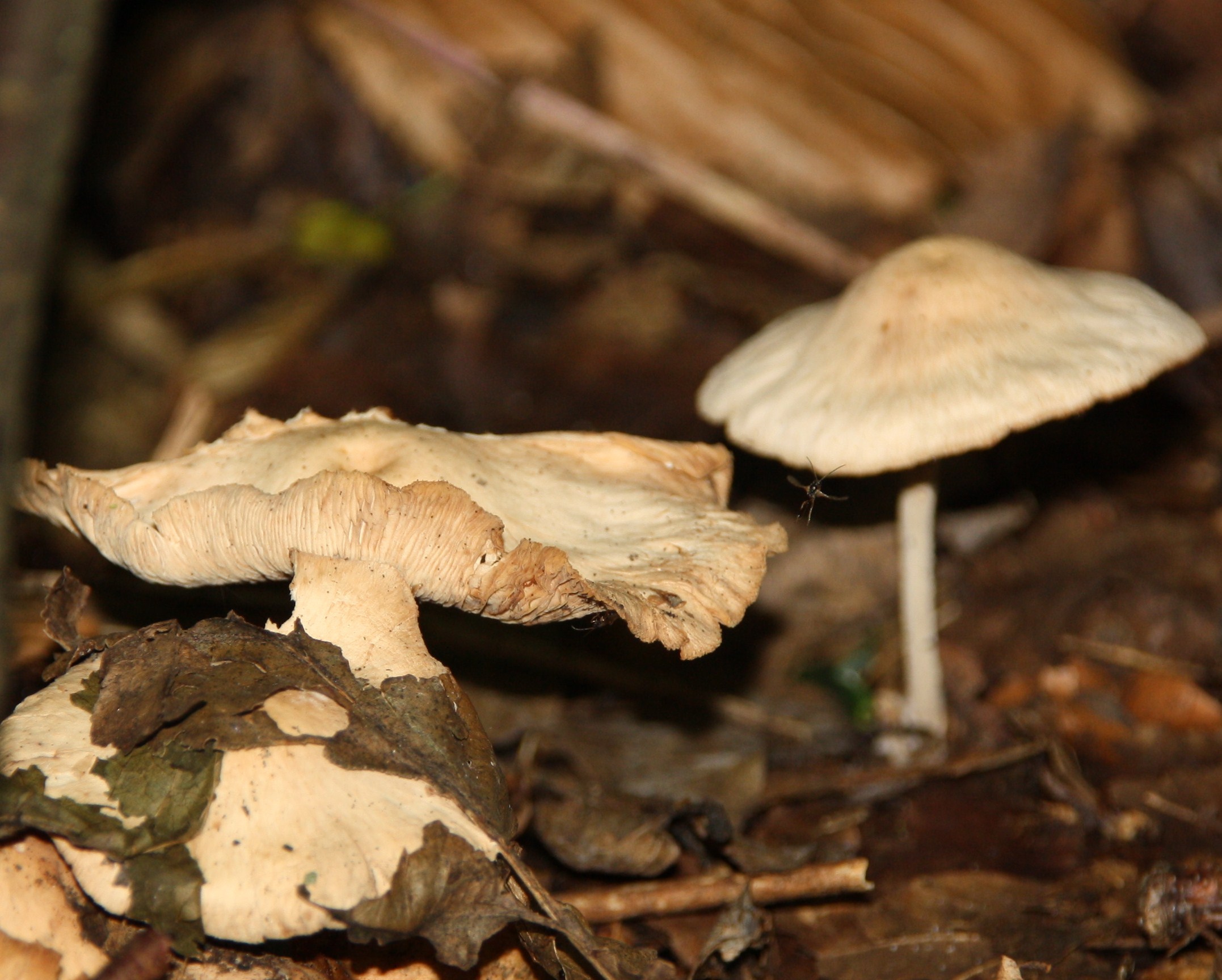 Paddenstoelen