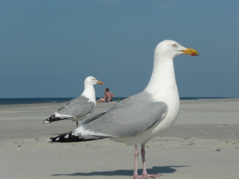 strandleven met twee meeuwen