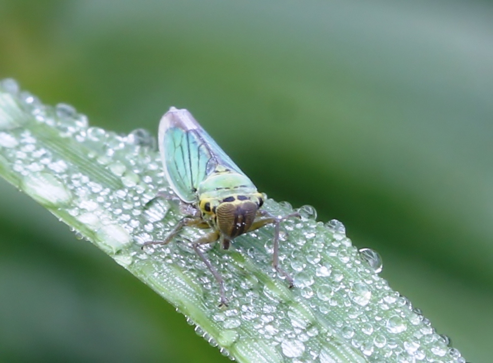 Het is blauw en het vliegt