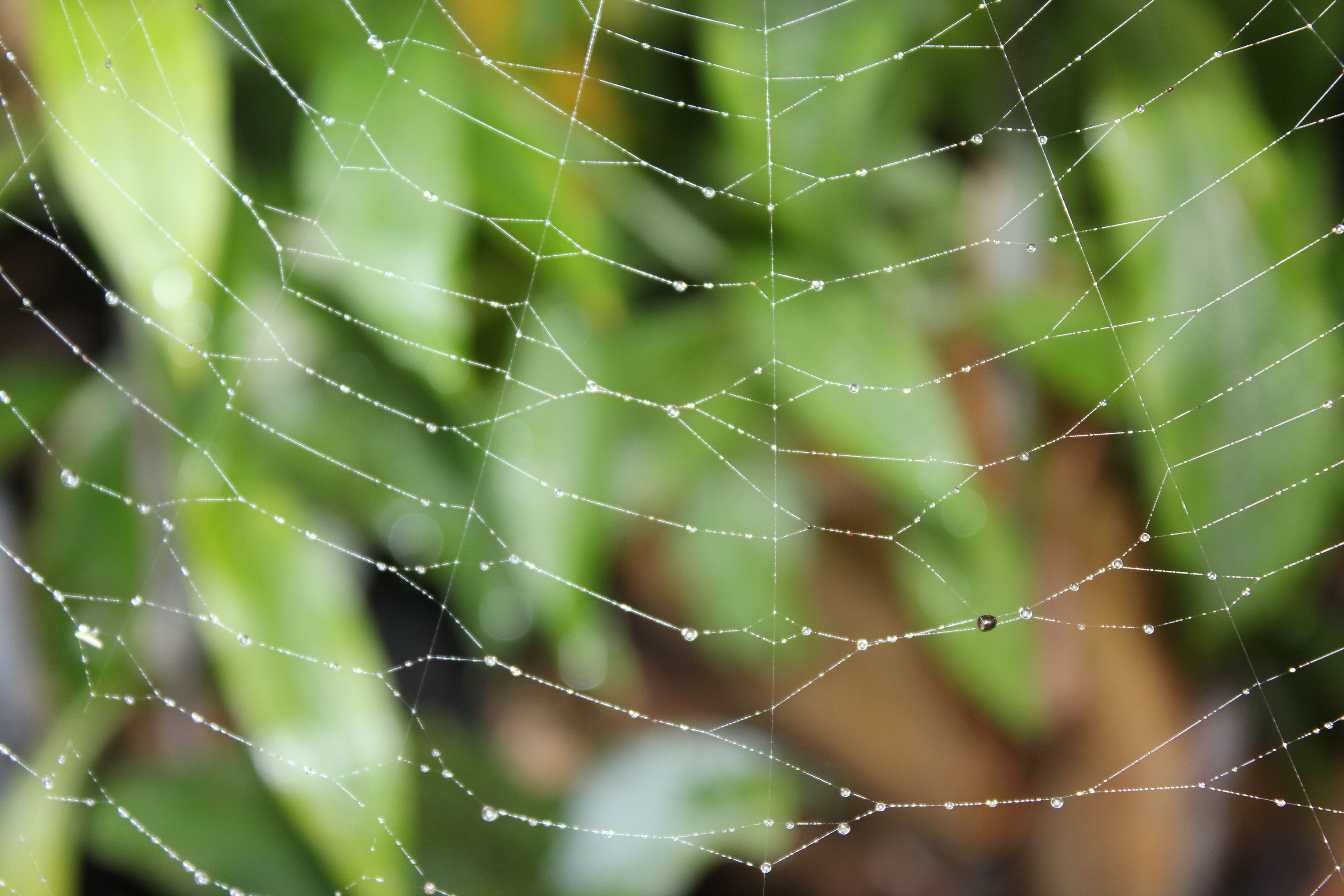 Spinnenweb
