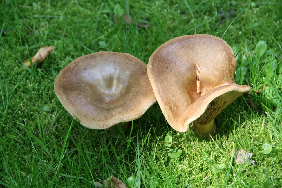 2 paddestoelen