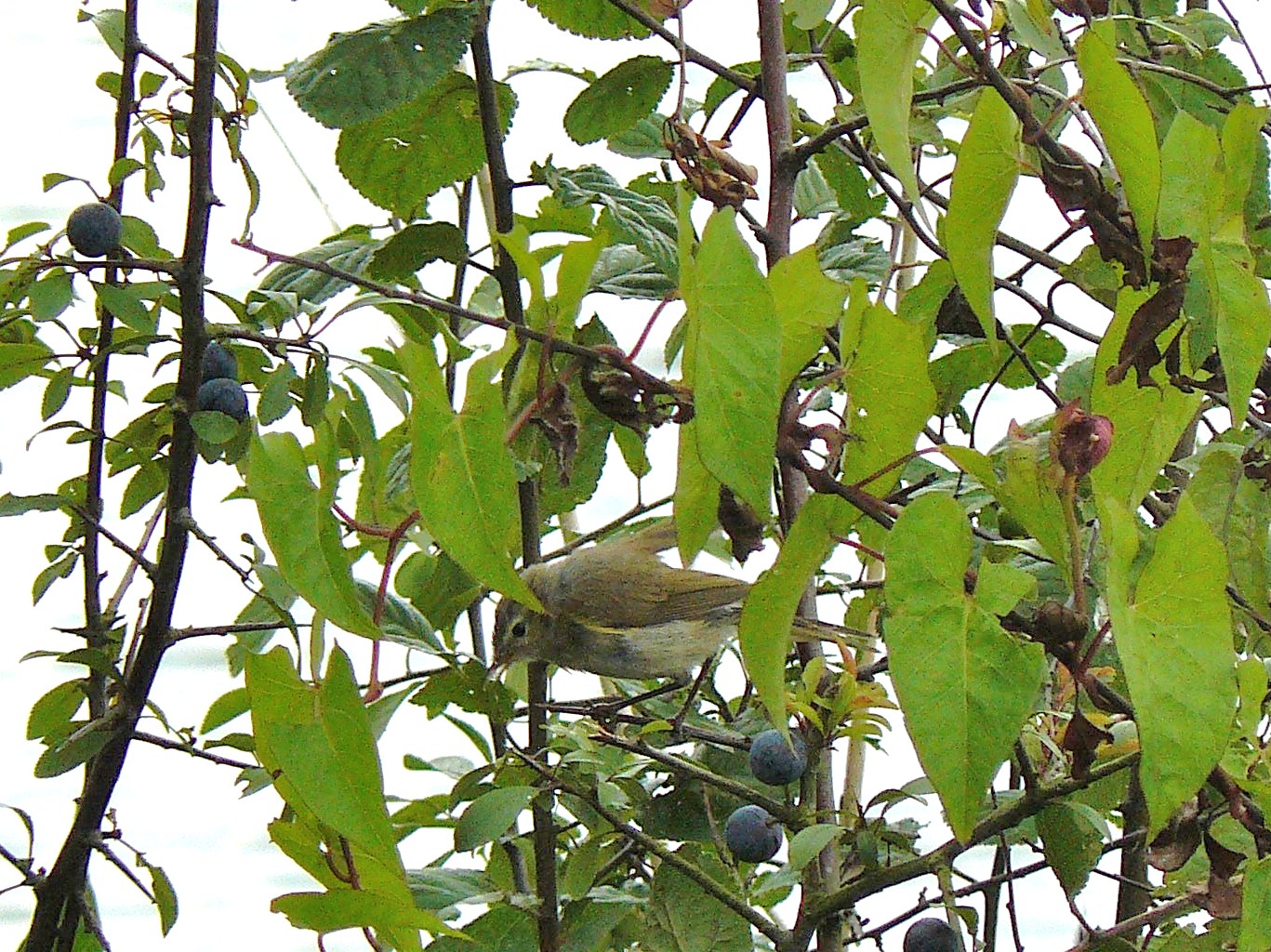 kleine zanger tussen de blauwe bessen
