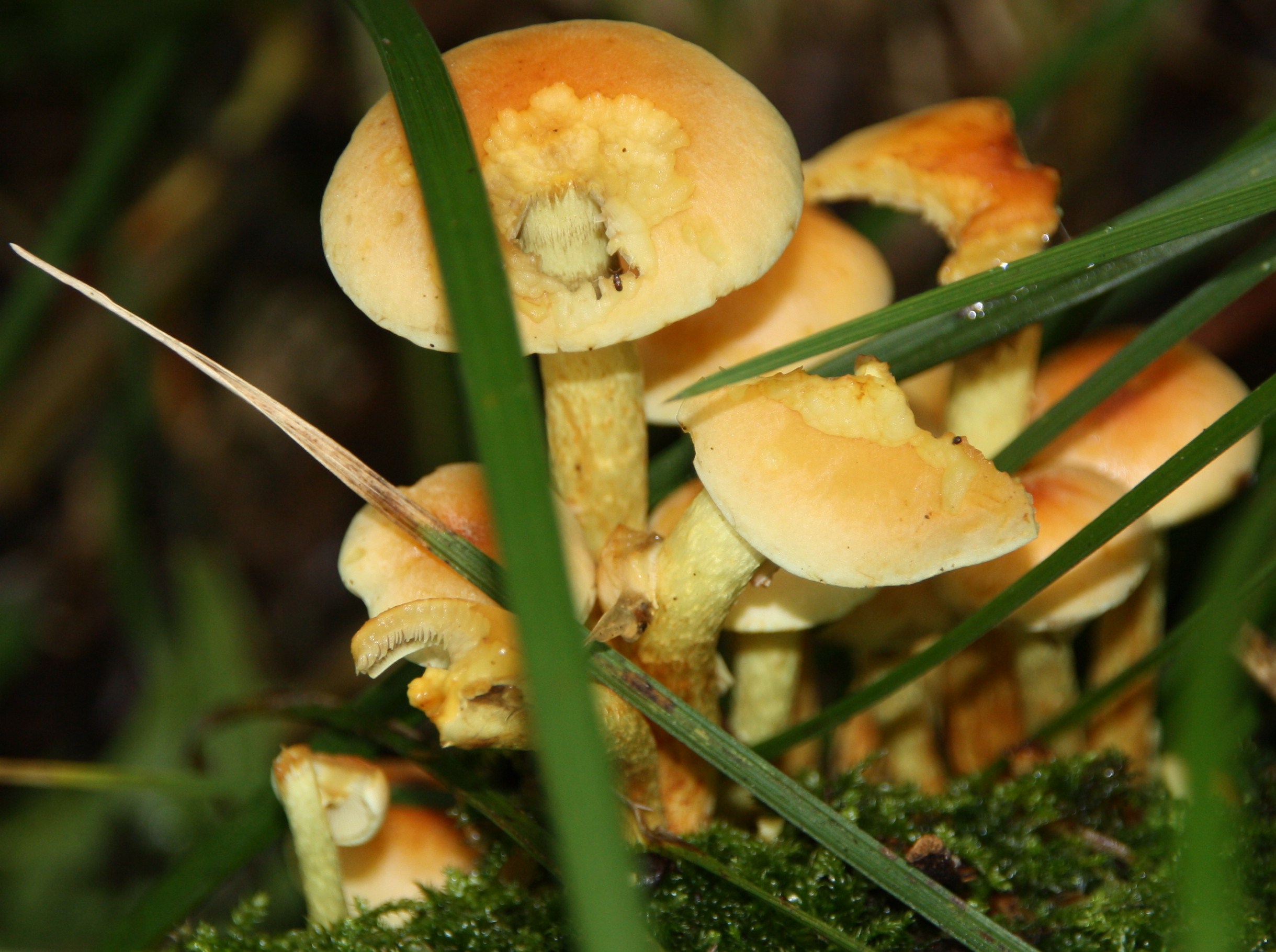 Paddenstoelen