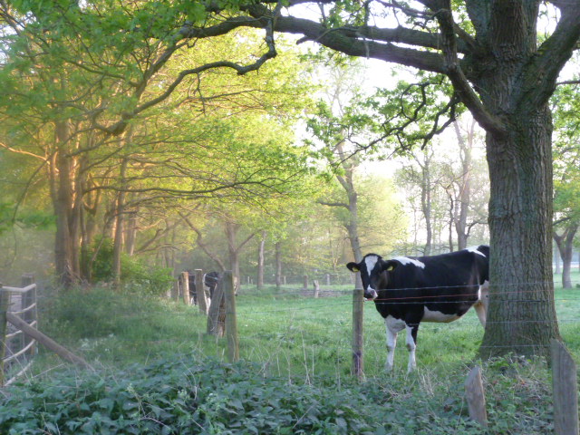 ondergaande zon op een landelijk weggetje