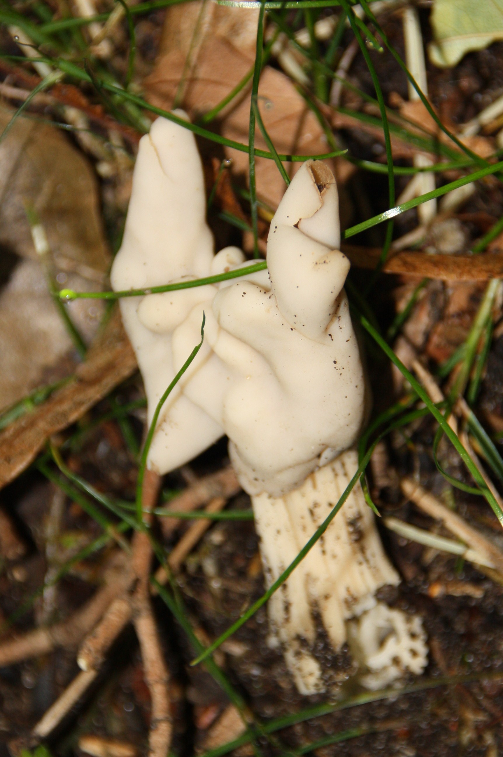 Witte kluifzwam