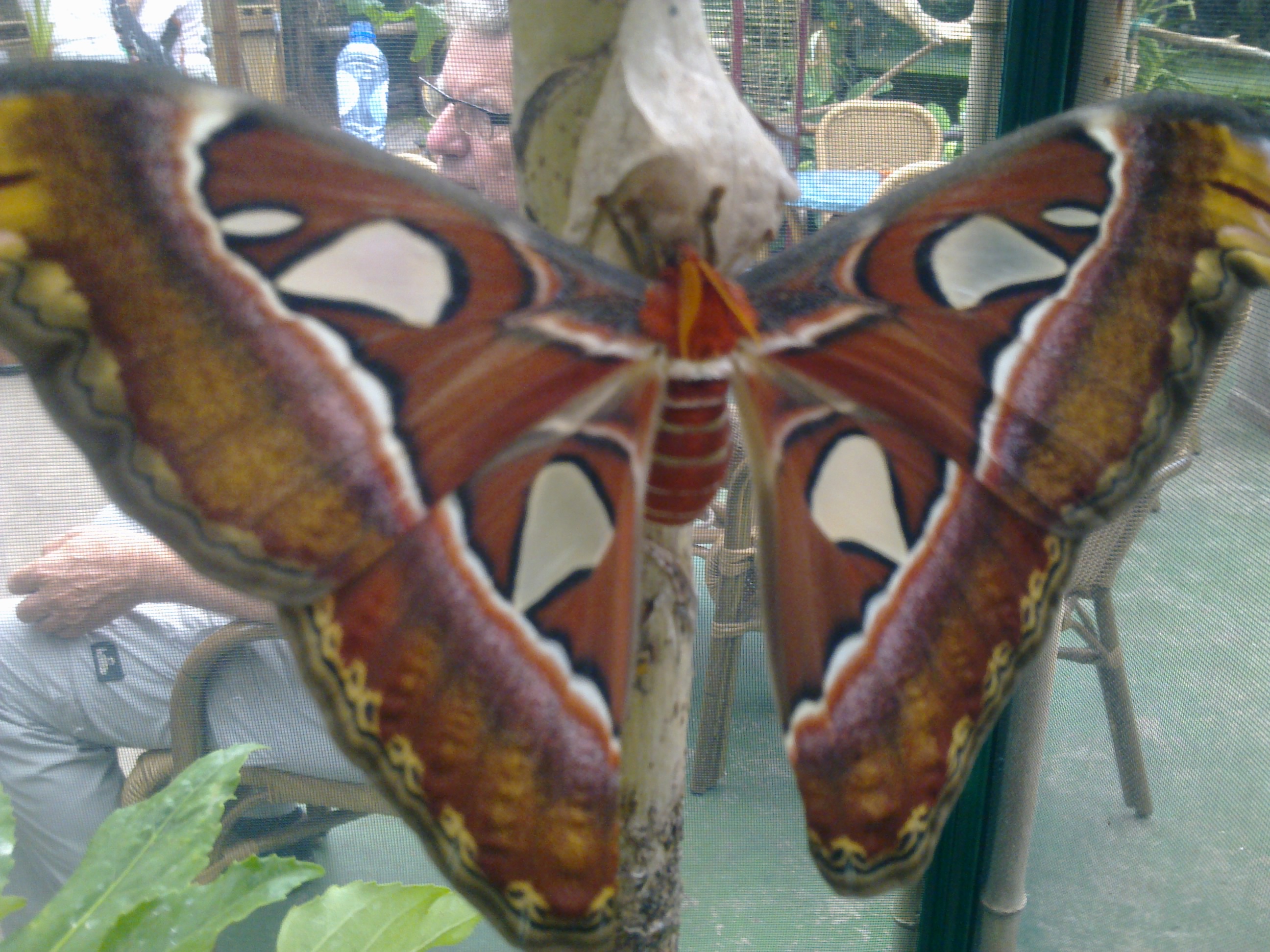 coscinocera hercules