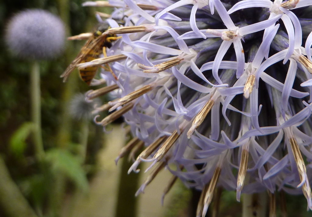 kogeldistel van ver weg en dichtbij