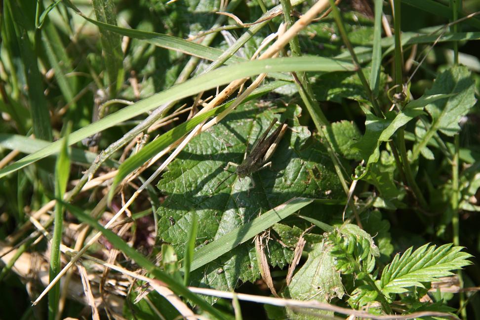 krekel in duinen