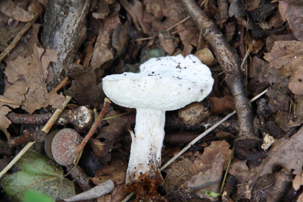 witte paddestoel