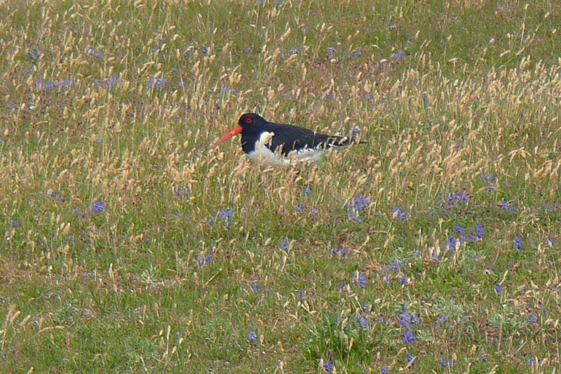 scholekster op Schier