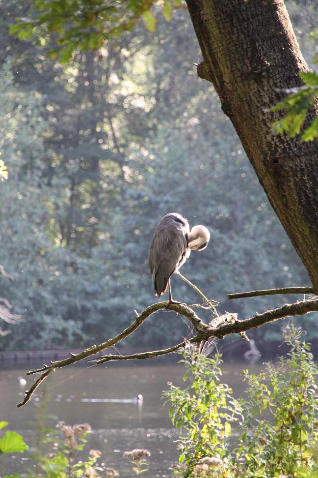 Reiger doet z'n pak recht