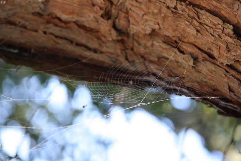 spinneweb op boom